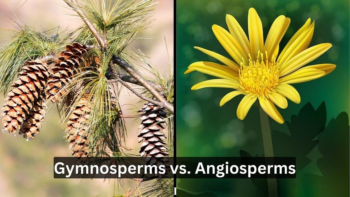 Gymnosperms vs. Angiosperms Medium