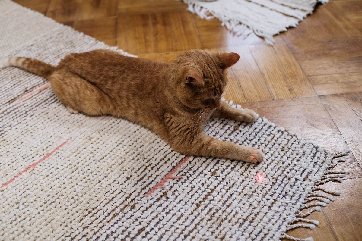 How To Remove Pet Dander From Carpets by drimastersca Jul, 2023