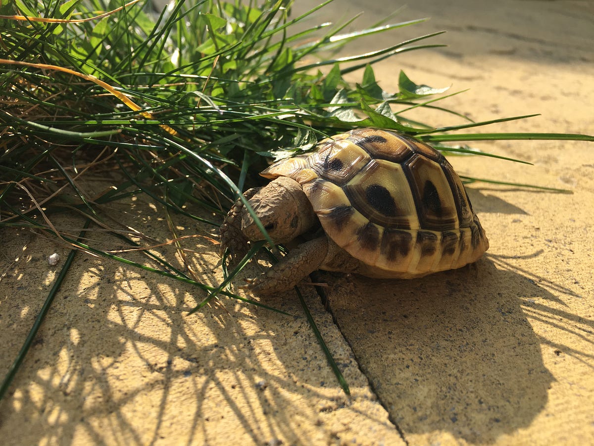 Tortoises can drink through their what?! by Sophie Rogers