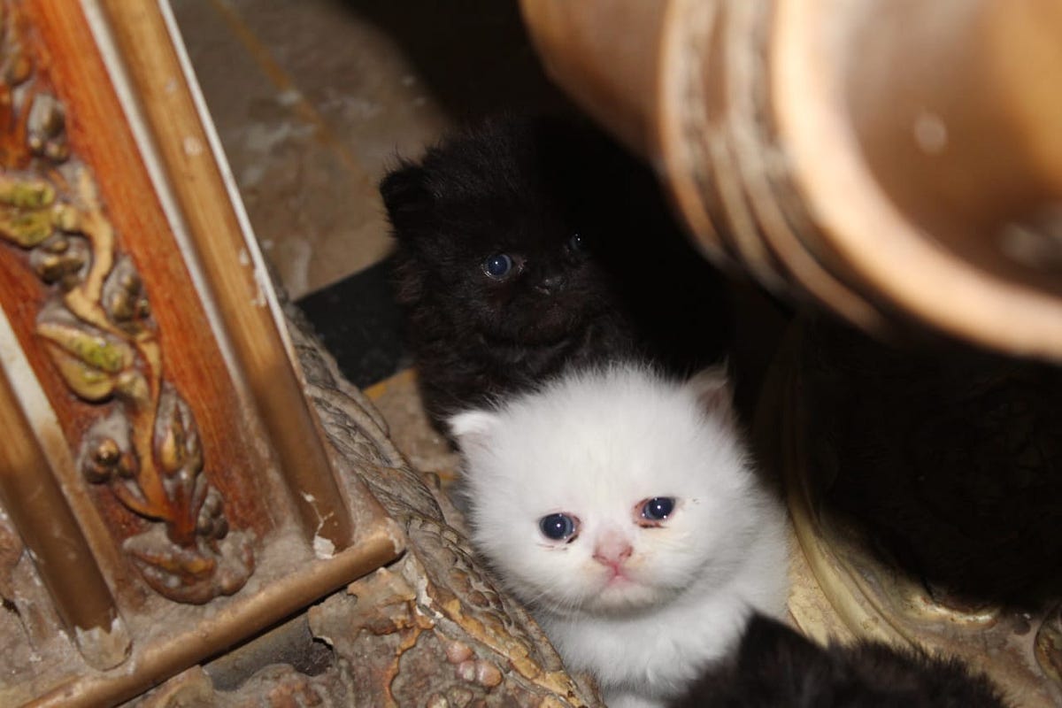 How To Litter Train Your Stubborn Kitten? by Saharaamir Aug, 2023 Medium