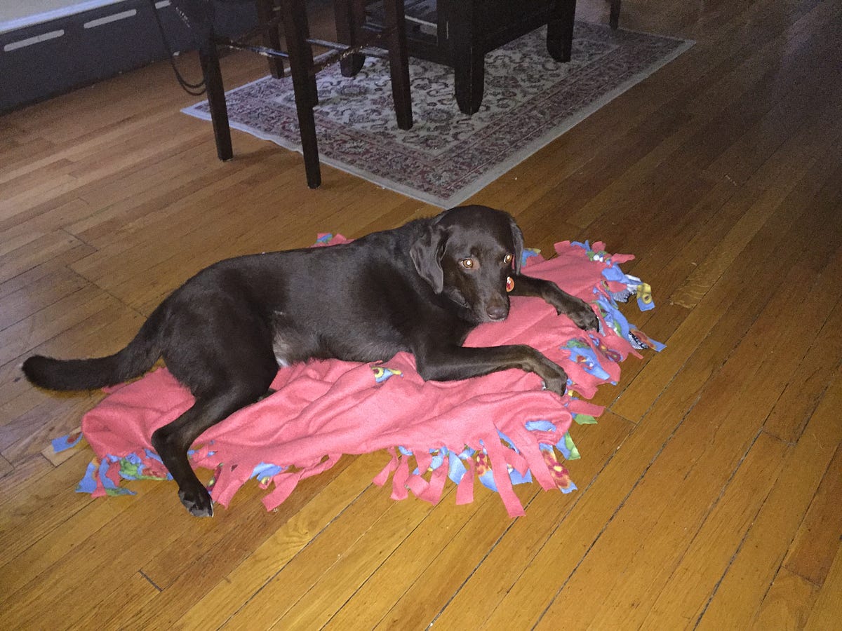 I Put a Hit Out on My Own Dog. Why Forced Writing Breaks aren’t all