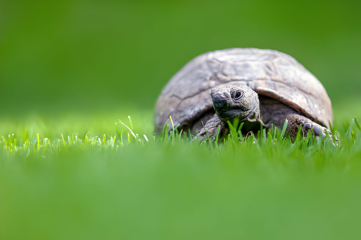 “How Long Can a Turtle Live Without Food What to Know” by Turtle OMG