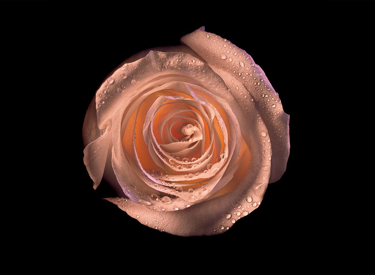 EXCLUSIVE THE WORLD’S MOST EXPENSIVE ROSES A SYMBOL OF LUXURY AND LOVE