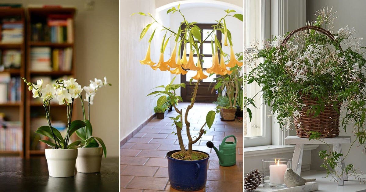 Fragrant indoor plants low light. Adding fragrant houseplants and
