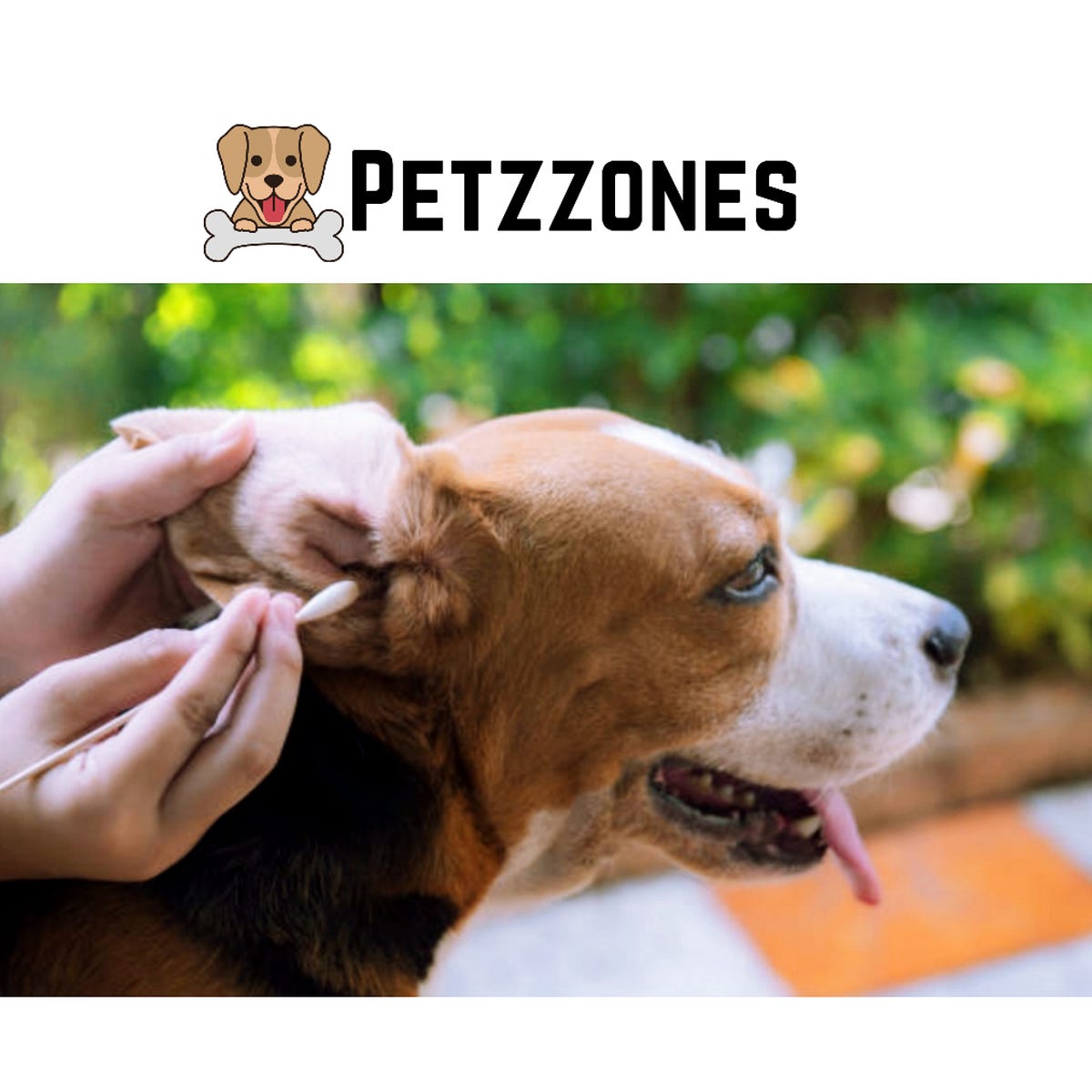 How to Clean Dog Ears. How to Clean Dog Ears by Workspace Medium