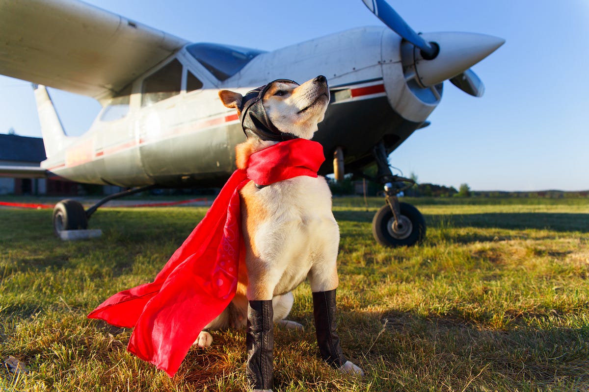 Flying with a dog? Read this first. Cleared for Takeoff