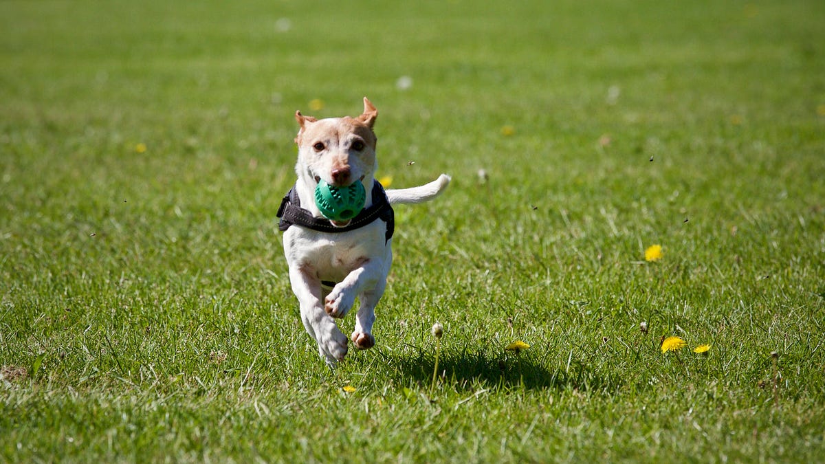 5 Of The Essential Dog Commands For a Well Behaved Pup by Clay