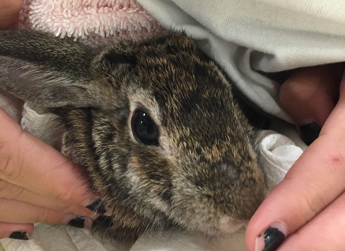 DO NOT CARE FOR INJURED WILDLIFE. By Joanna Fitzgerald by Conservancy