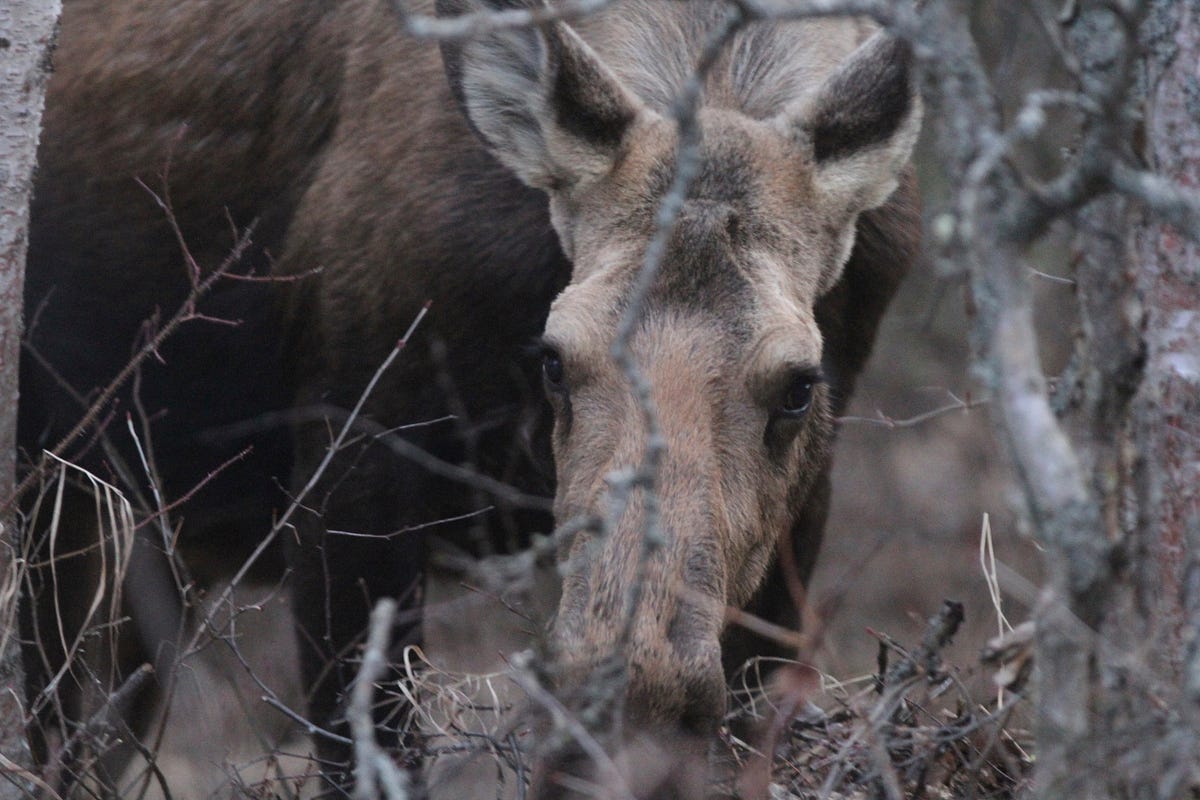 Western U.P. moose population estimated to be 426 by Brandon Michael