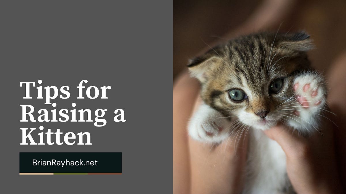 Tips for Raising a Kitten Brian Rayhack by Brian Rayhack May