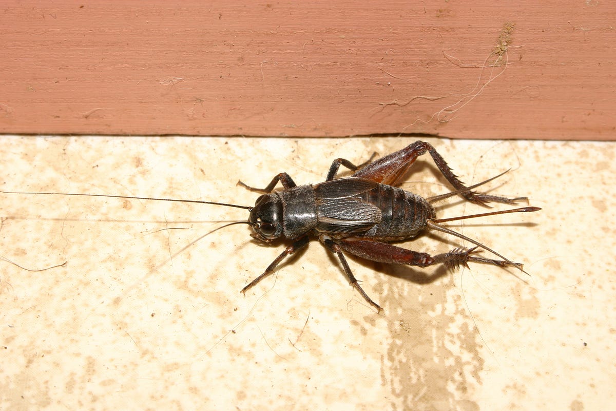 Crickets. It ought to be quiet in here, but it’s… by Nna Mu Di Medium