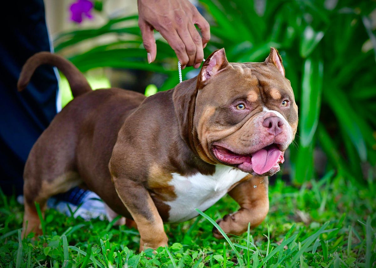 5 INCREDIBLE LILAC, CHOCOLATE, BLUE & BLACK TRI COLOR AMERICAN BULLY
