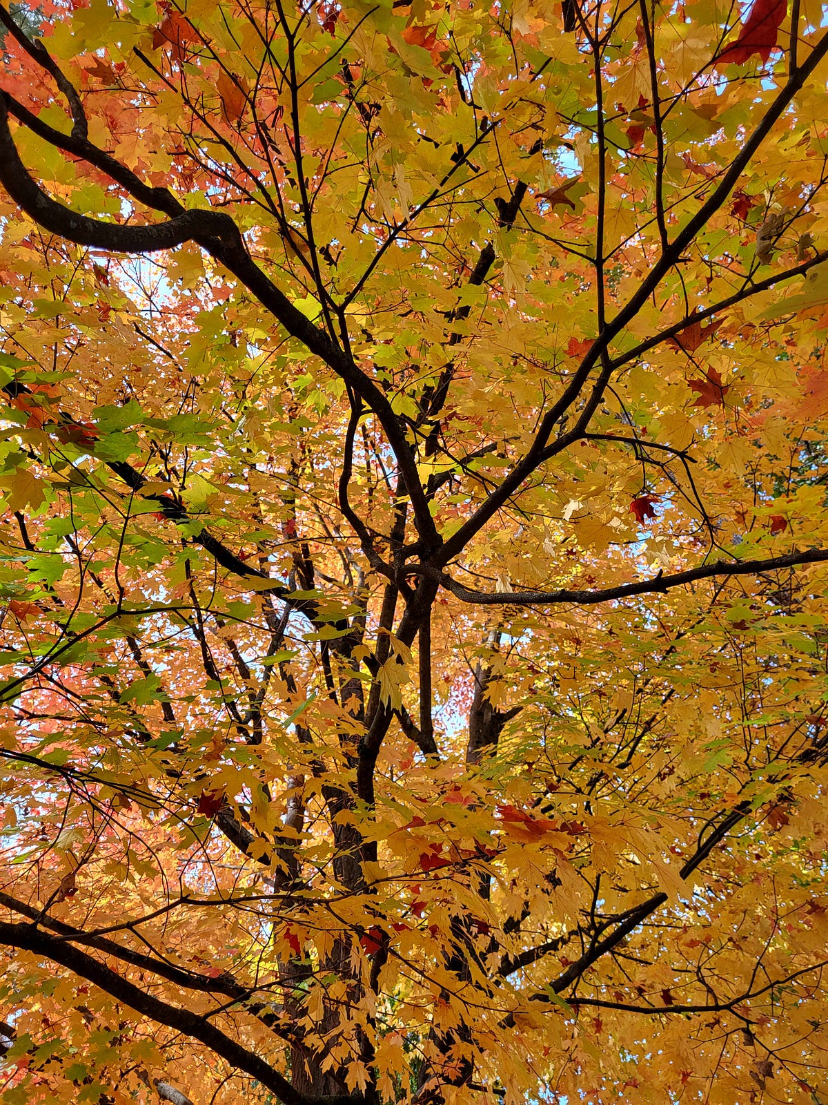 The Hunt for Fall Leaves. “I went to the woods because I wished… by