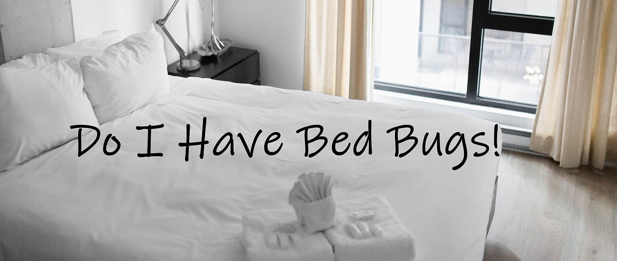 How to Find Bed Bugs During the Day by Cockroach, and