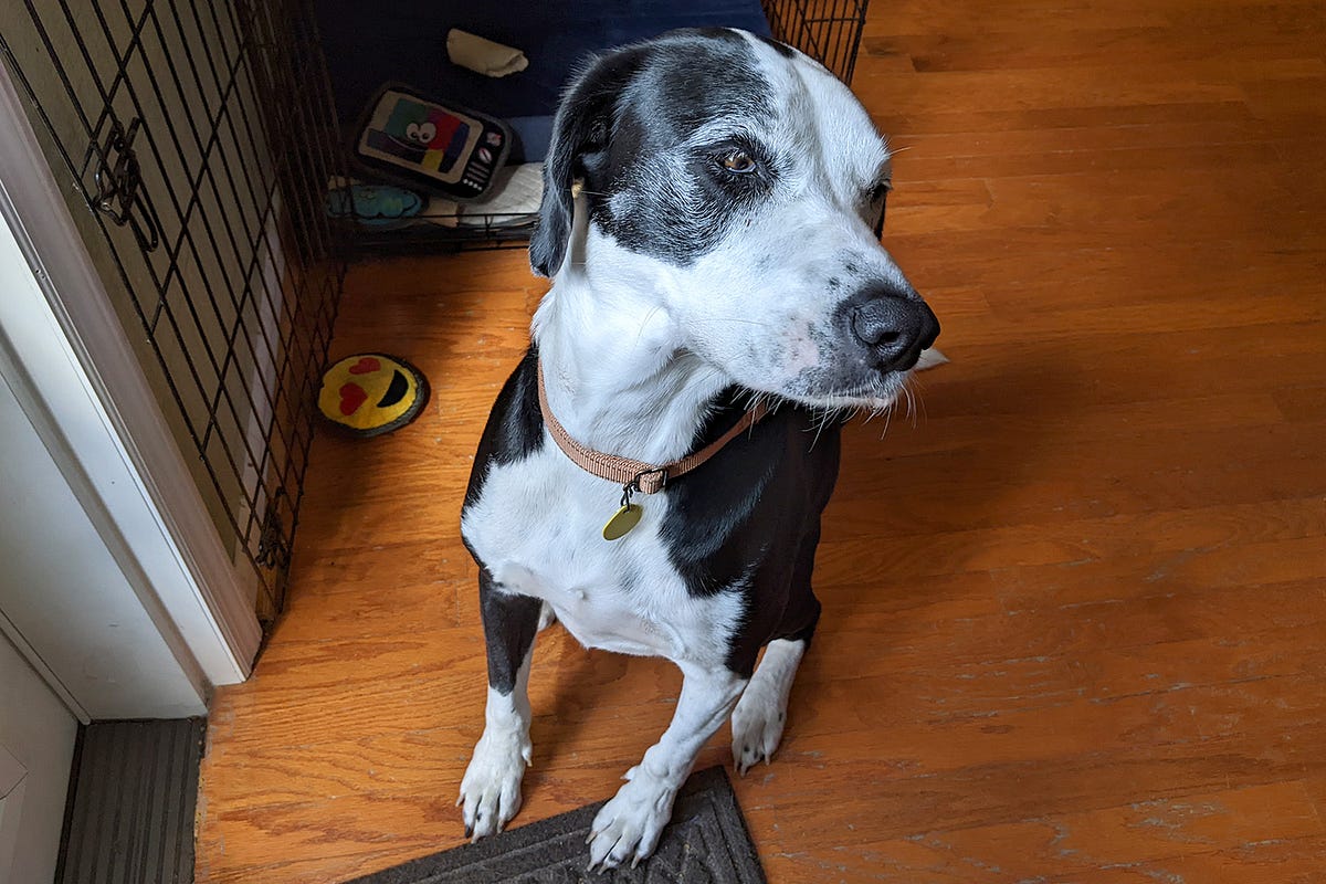 Why Do Dogs Run Along Fences? Medium