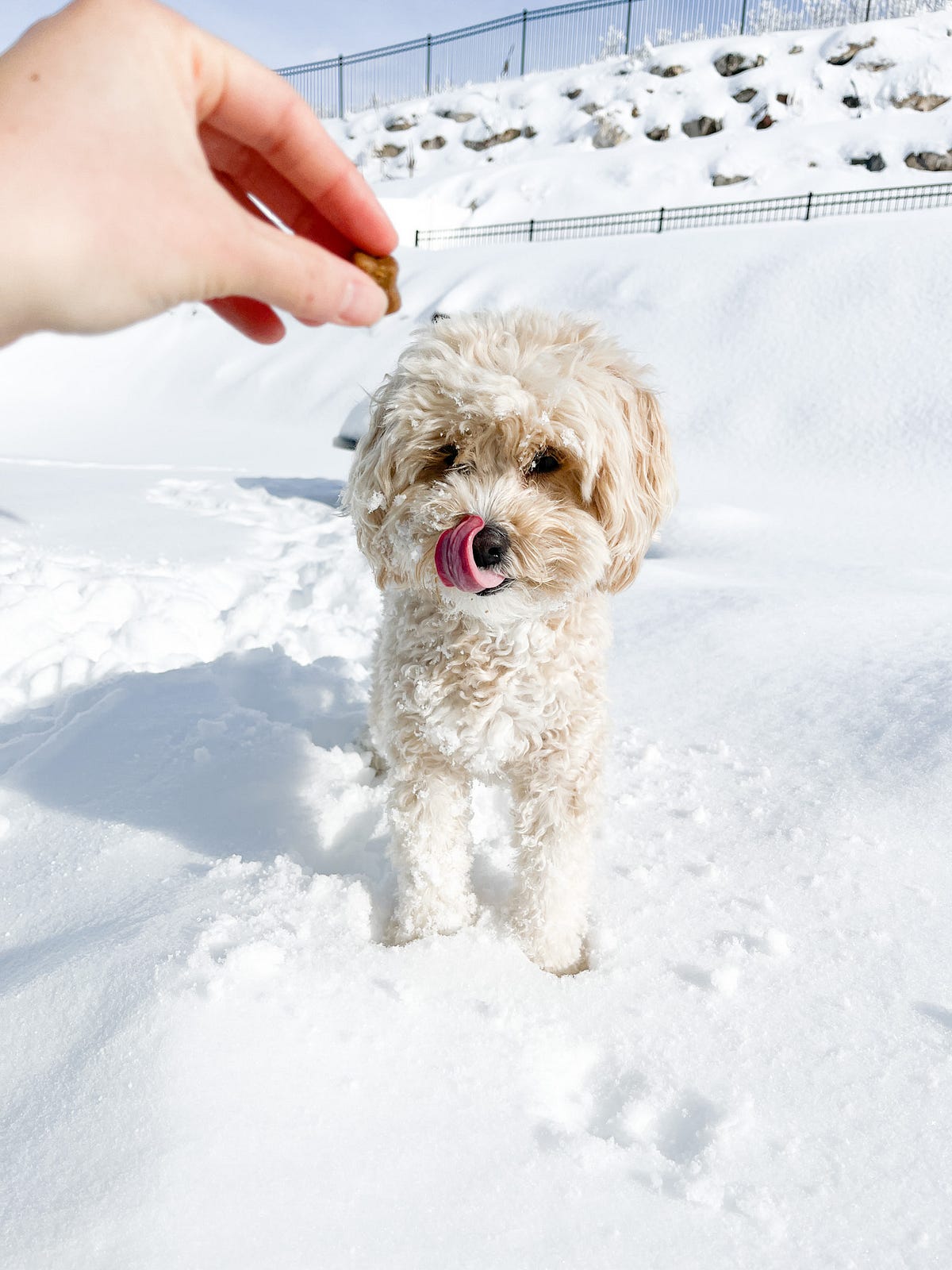 How to take light + airy photos of your dog on your iphone by Honey