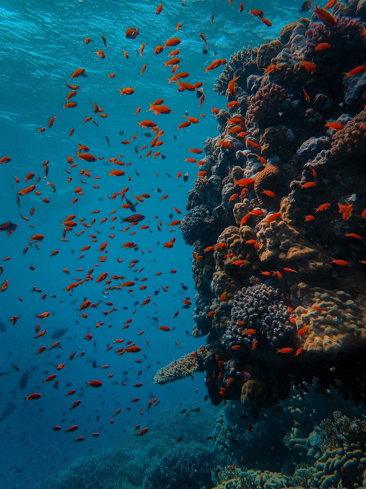 10 Benefits of Artificial Reefs. Artificial reefs are marine ecosystems
