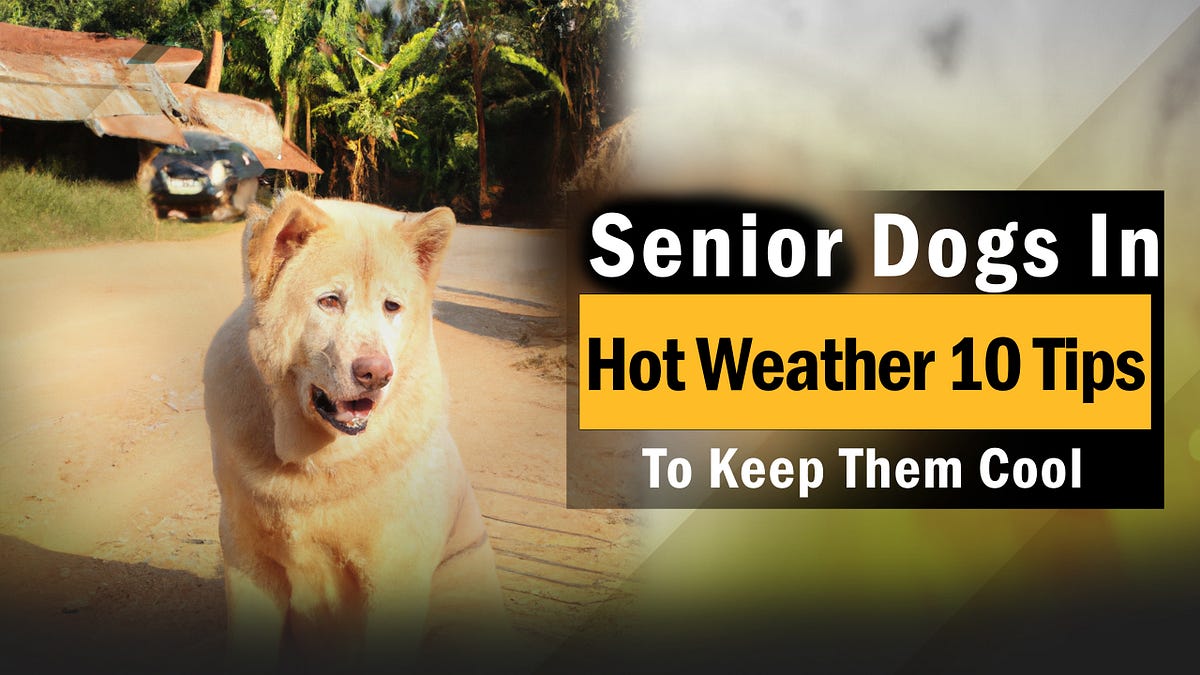 Senior Dogs In Hot Weather 10 Tips To Keep Them Cool puppyplaying