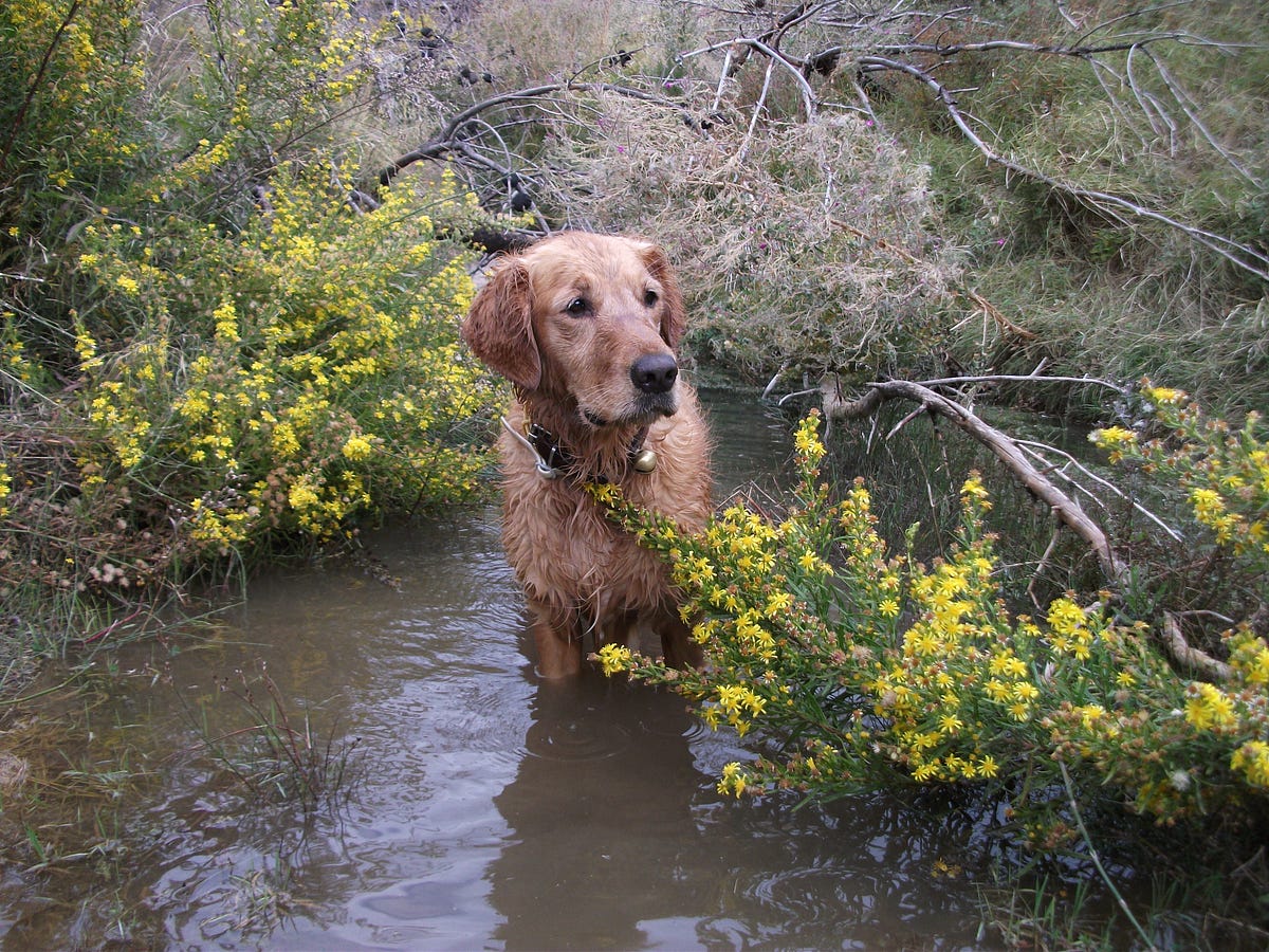 7 fun things to do with your golden retriever Medium