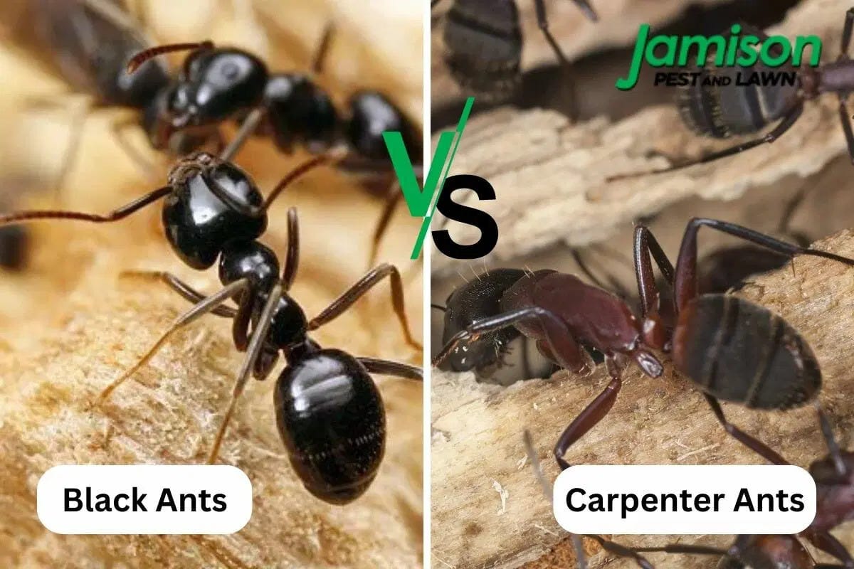 Carpenter Ants Vs Black Ants — Which Is Worse For Your Home? Jamison