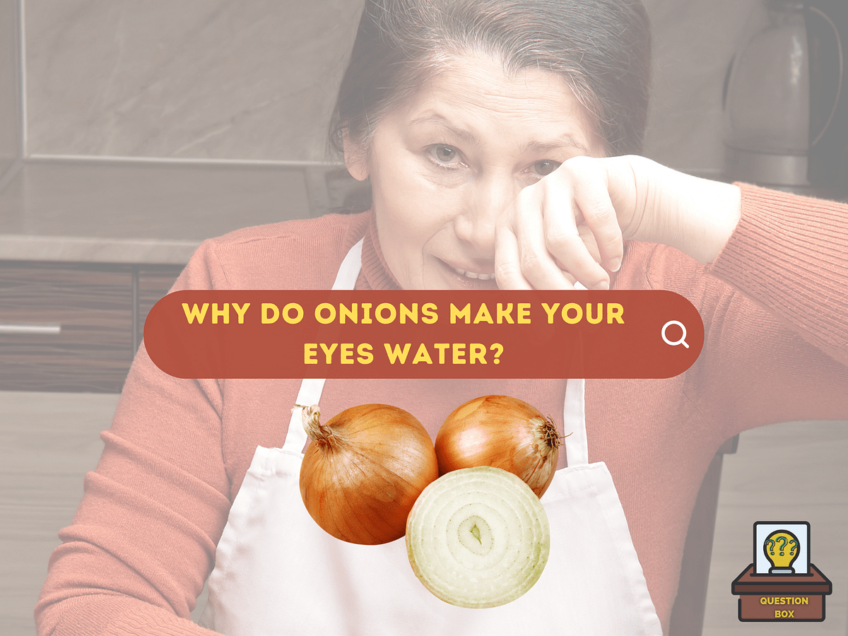 Why Do Onions Make Your Eyes Water? by Andrew Austin ILLUMINATION