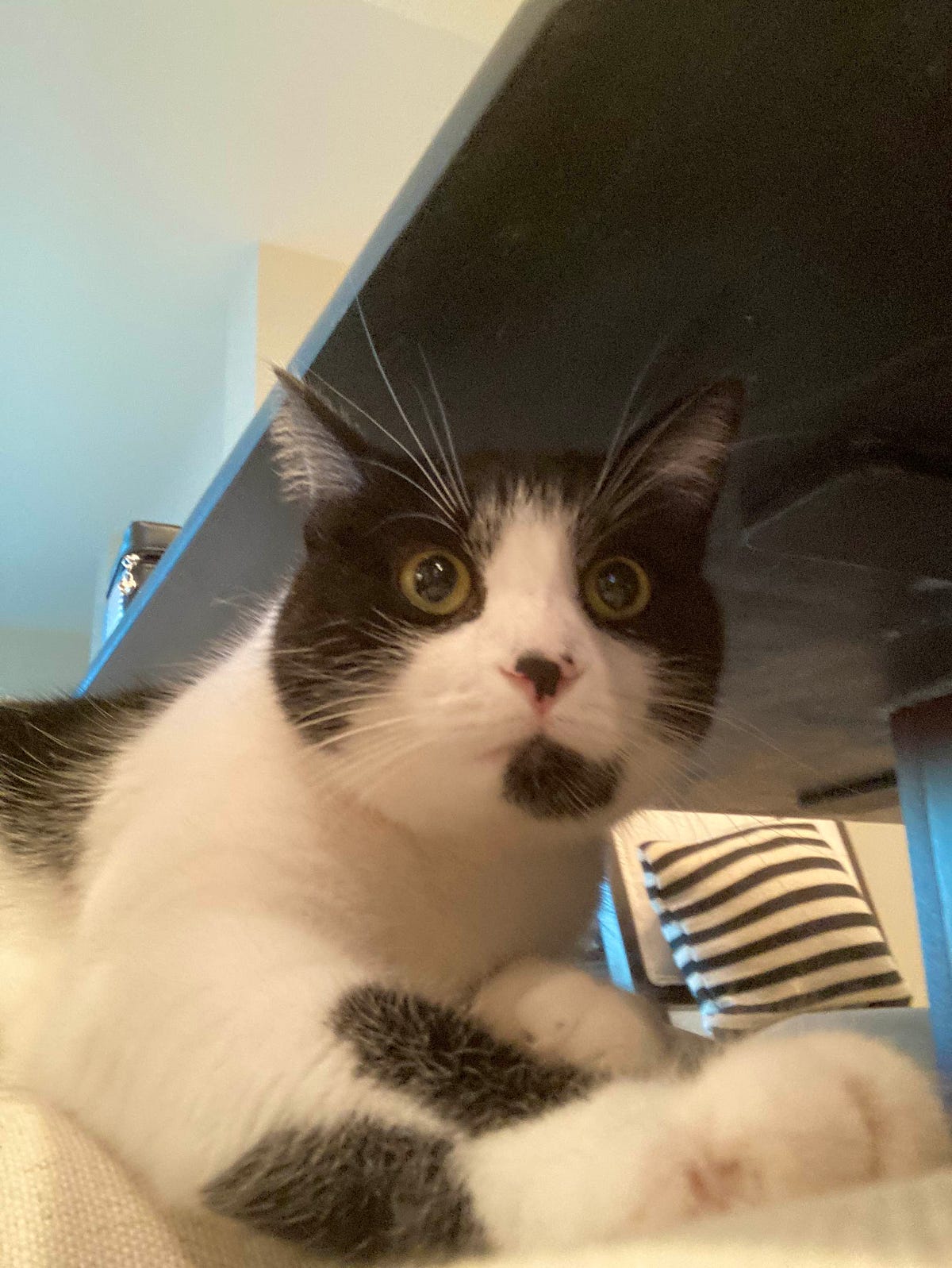 Why Won’t My Cat Let Me Sleep?!. Living with humans has taught me a lot… by Coco von