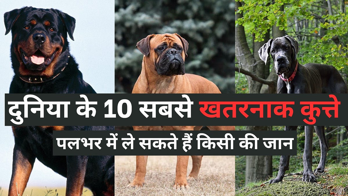 Top 10 Dangerous Dogs. Top 10 Dangerous Dogs in the World … by Easy