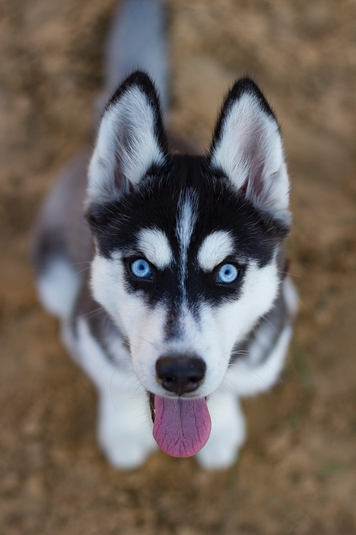The Fascinating World of Husky Puppies What You Need to Know by
