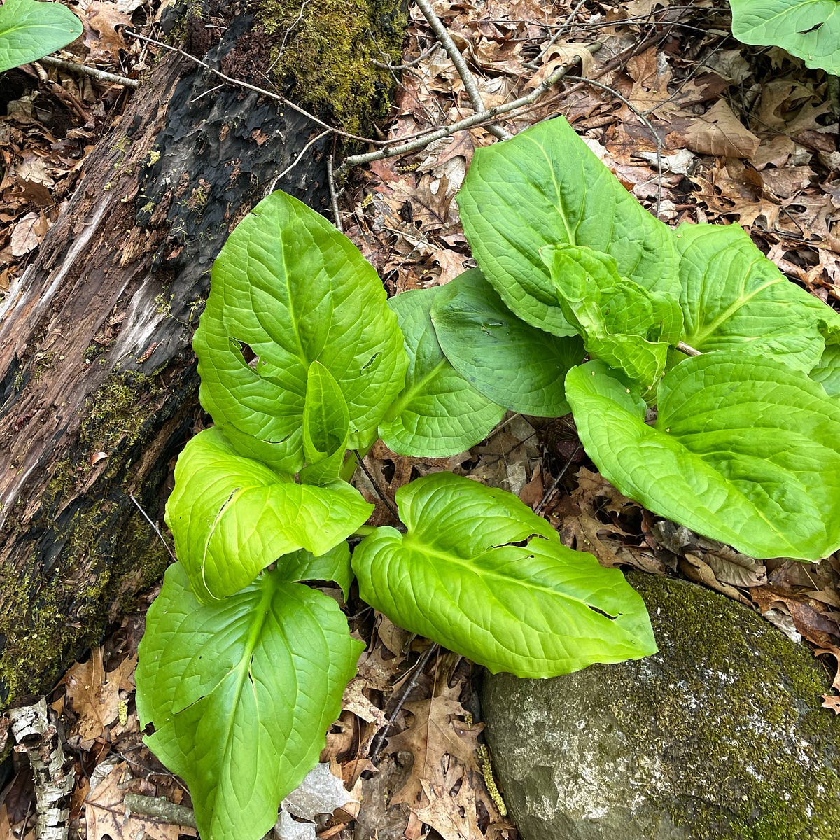 Skunk Cabbage the Final Chapter (Probably) by Allisonn Church In