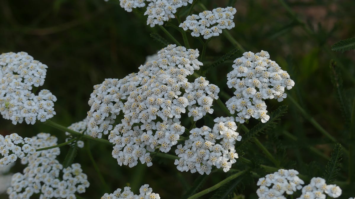 Discover the Many Uses and Benefits of Yarrow A Comprehensive Guide