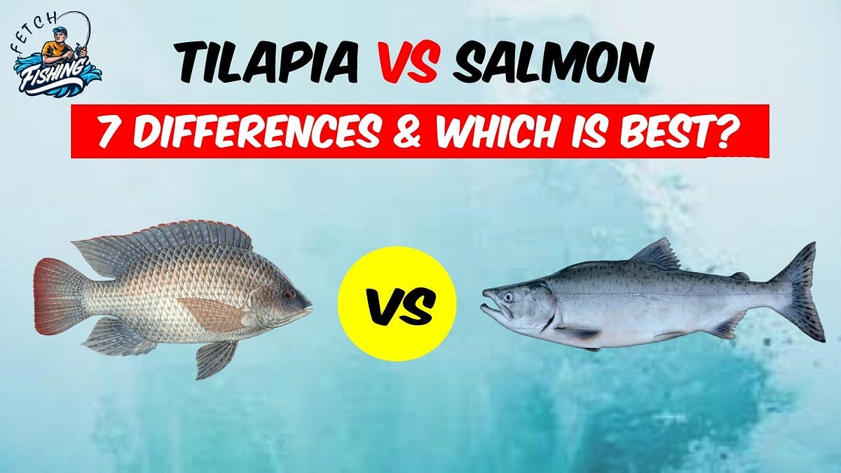 Tilapia vs Salmon Detailed Information, Difference Which is Best? by Fishingfetch Medium