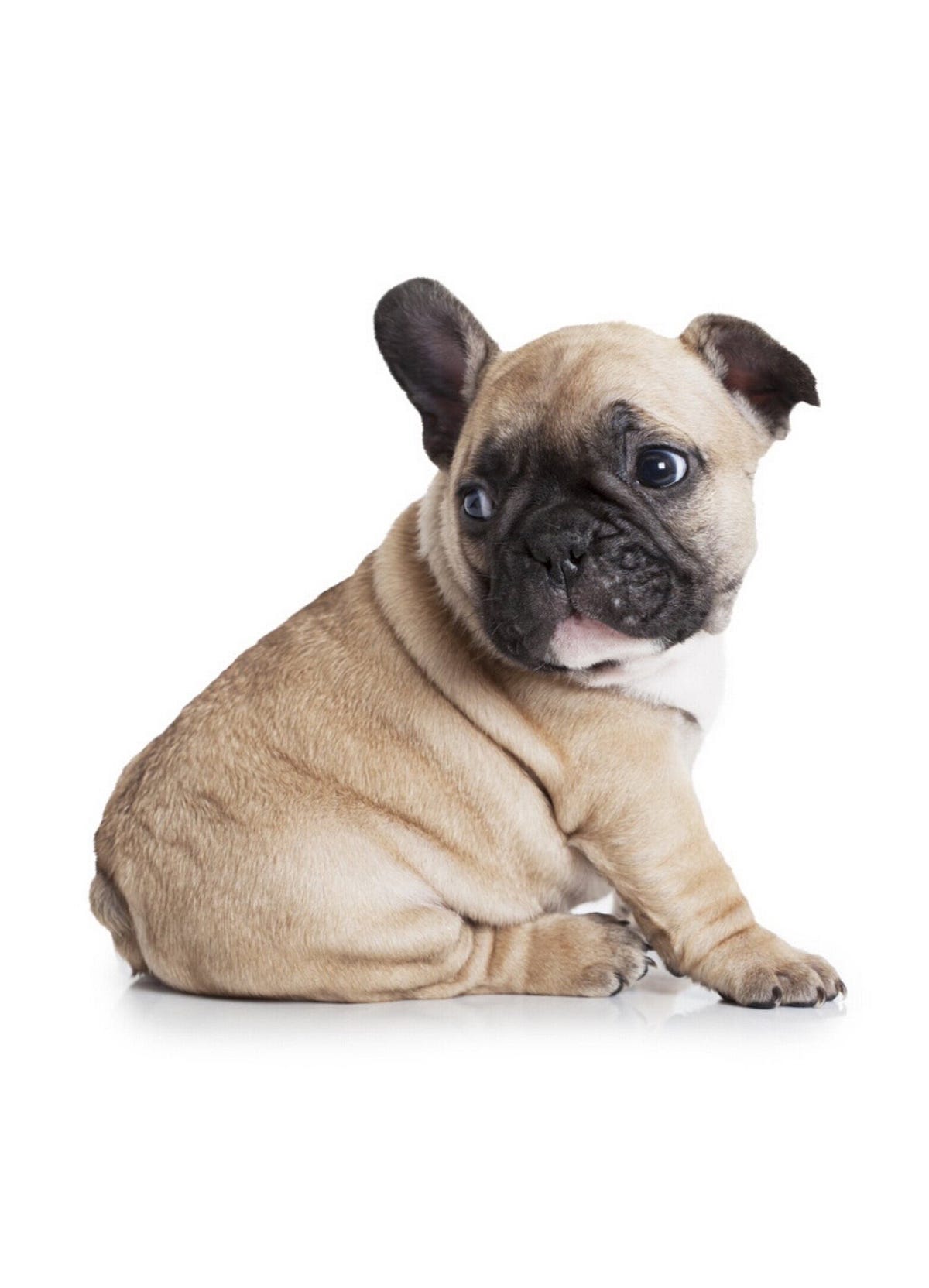 Teaching Your Puppy Not to Nip 6 Tips to Stop the Biting by Sami