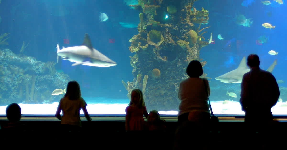 Do Any Aquariums Have A Great White Shark? by Richmond Loh May