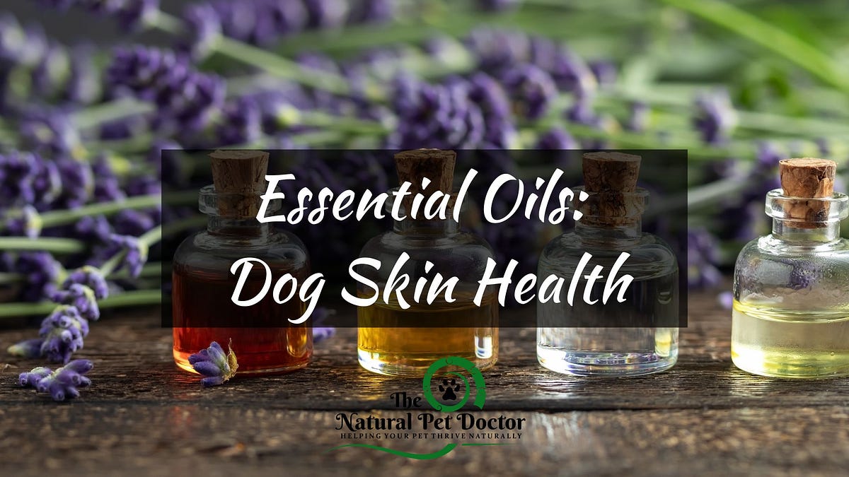 Top 5 Natural Remedies for Your Dog’s Skin The Power of Essential Oils