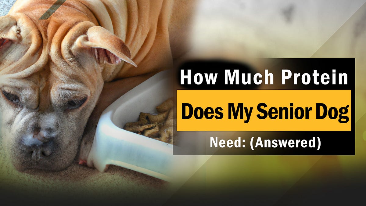 How Much Protein Does My Senior Dog Need (Answered) puppyplaying Medium