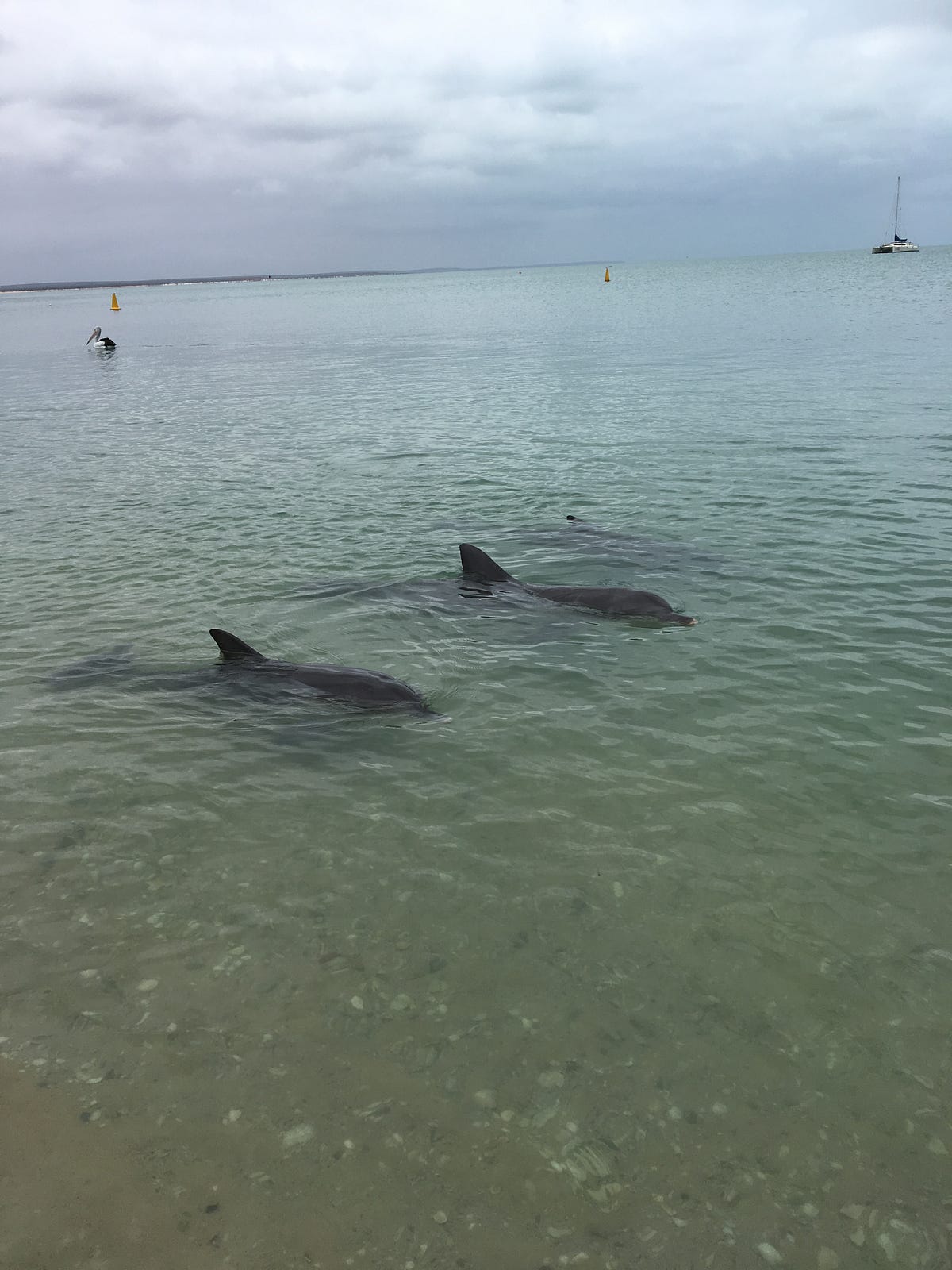 Shark Bay and Kalbarri National Park by Lee Harrison Medium