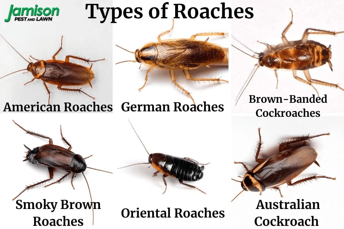 10 Types of Roaches All Homeowners Should Know About Jamison Pest and