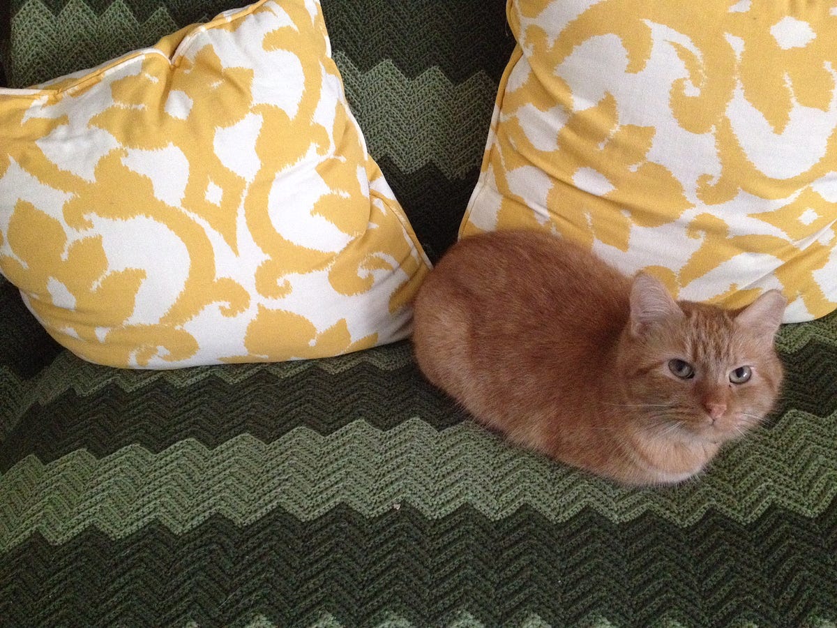 The Cost of Putting Down My Cat. More money than you’d think. by Hale