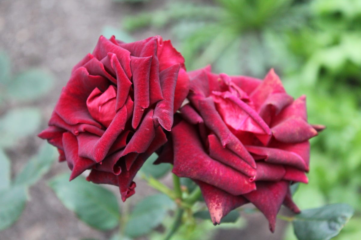 Smelling the Roses. Short Story — Una taking time to… by Sarah