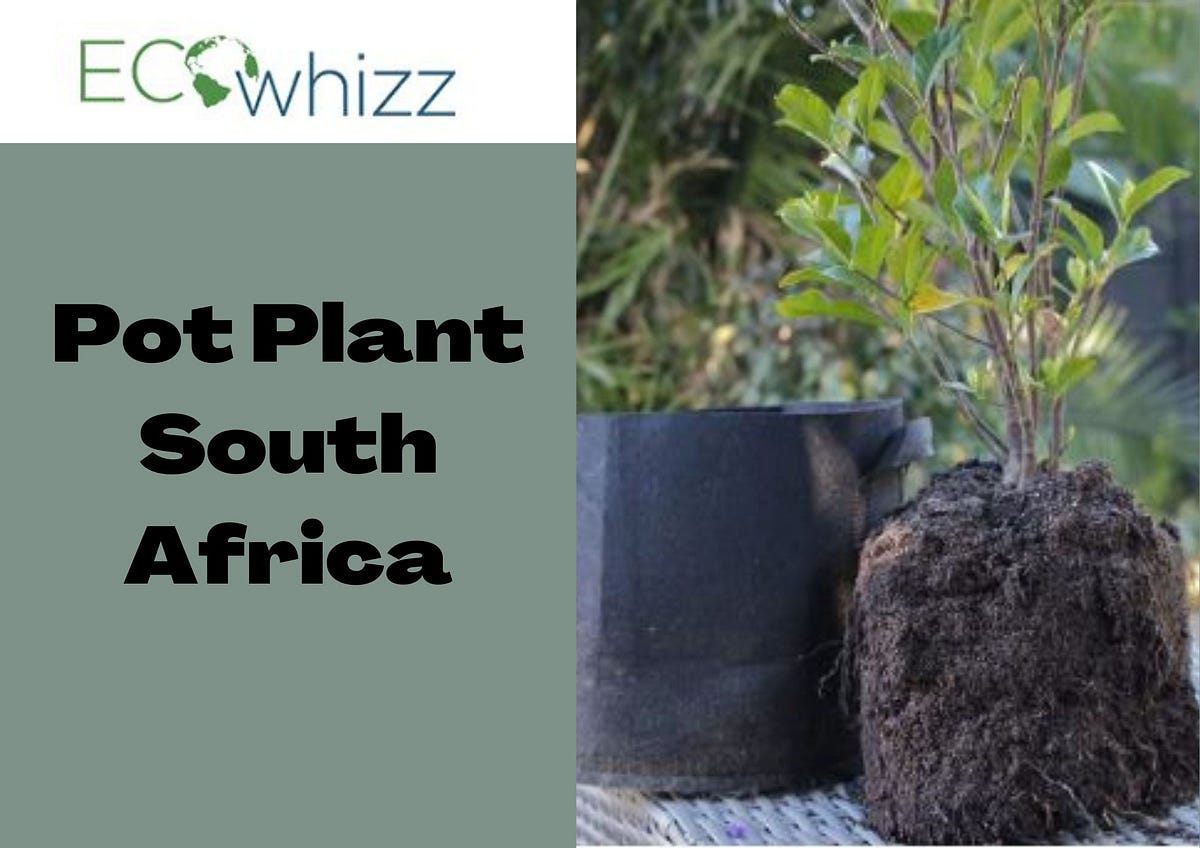 Buy Pot Plant in South Africa The health and development of your plants