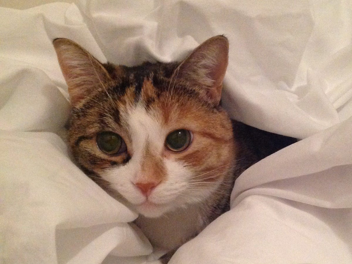 When the Cat Has an Upset Stomach by Andre Begin Jan, 2024 Medium