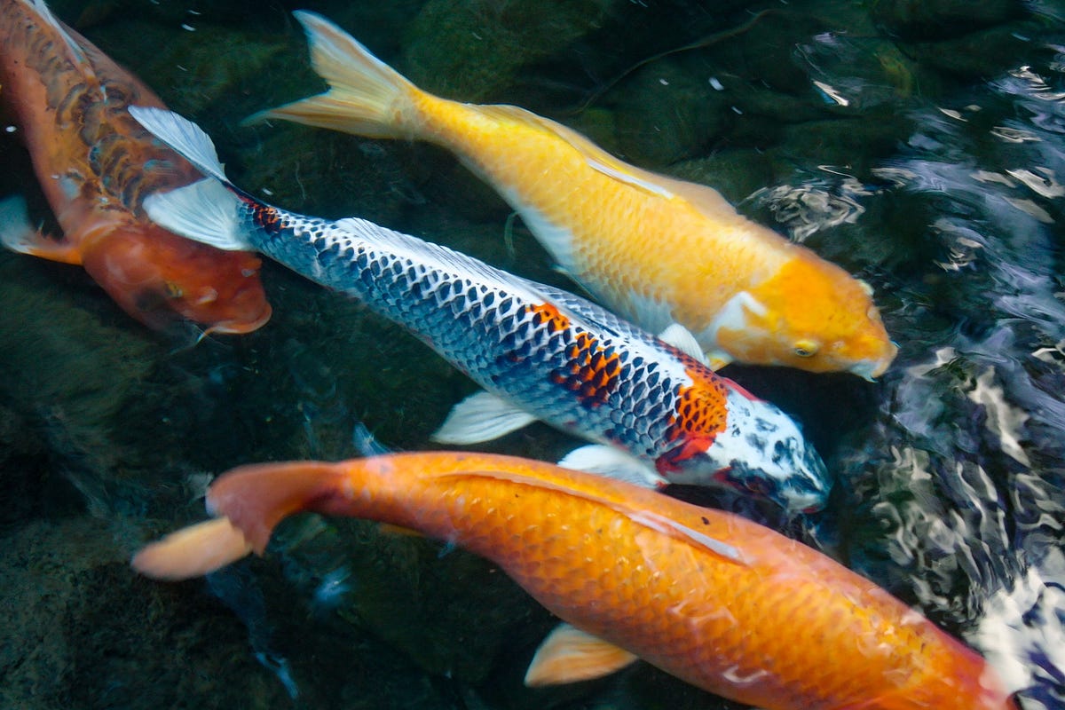 What do Fish Eat Comprehensive Info by Fish Nurture Medium