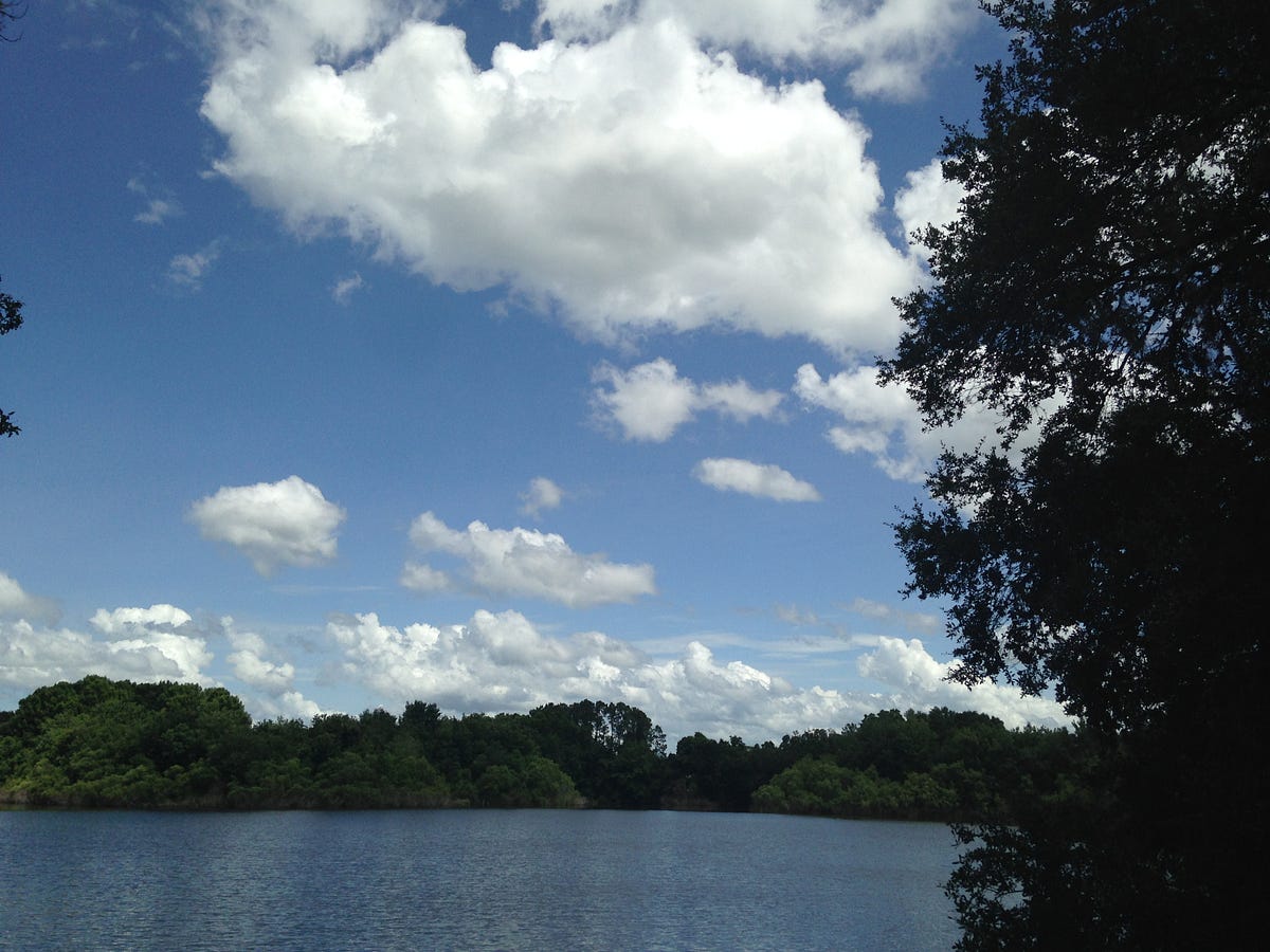 Paper Comes from Trees. Does Scripture Come from Forests? by Matthew