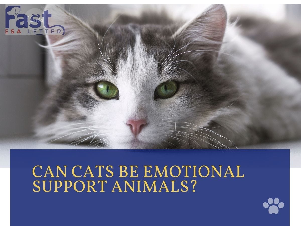 Can cats be emotional support animals? fastesaletter Medium