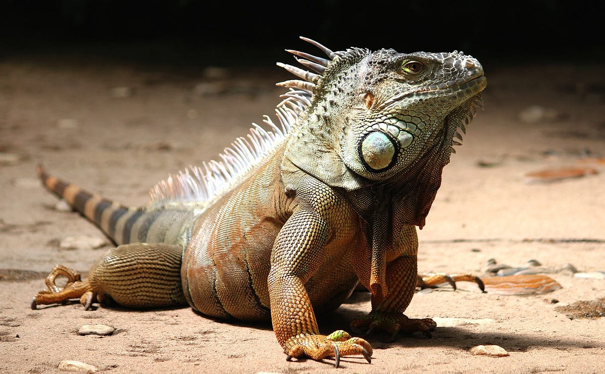 7 Shocking Facts About Lizards!. Do you ever look around your house to