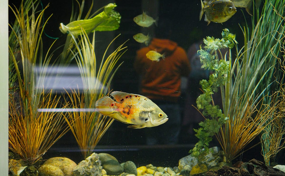 How To Keep Your Artificial Aquarium Plants Clean by The Indoor