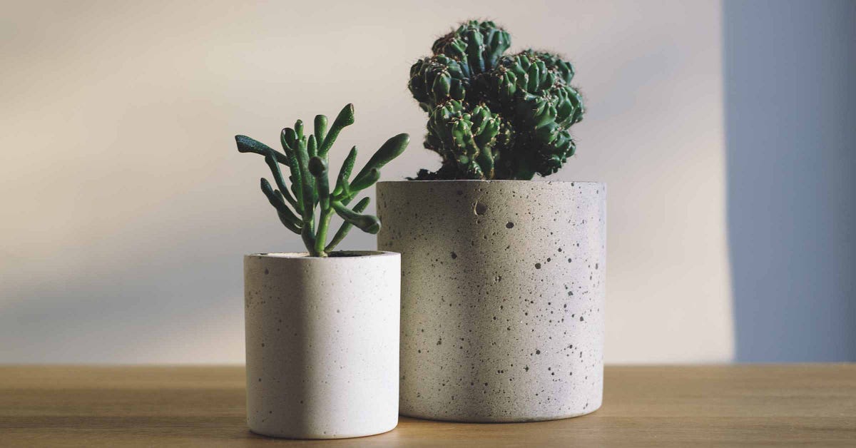 Can You Take Plants on a Plane? Traveling with Houseplants by