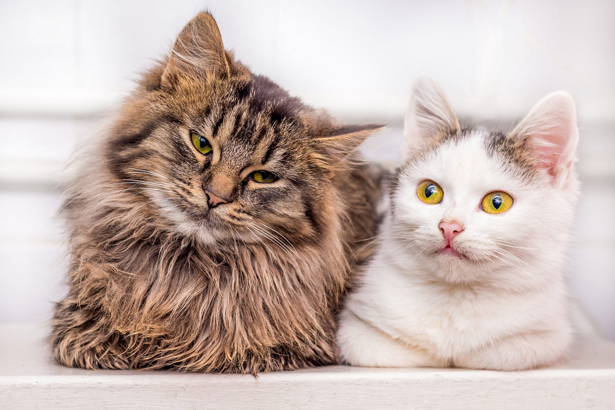 Cat Lonlieness — Are Two Cats Better Than One? Yes, But… by Anthony