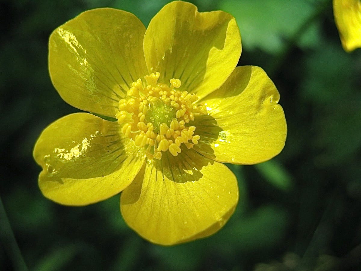 Buttercup. Yellow buttercups underneath the chin… by Rhiana B. Parmar