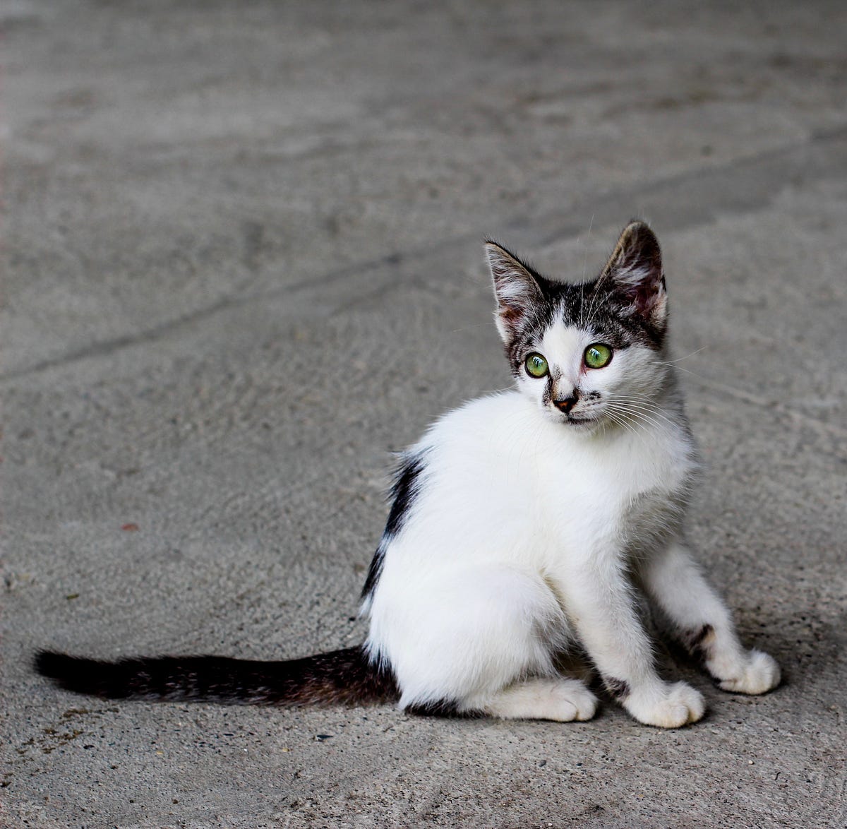 The Truth About Cats. The was invented so people can… by